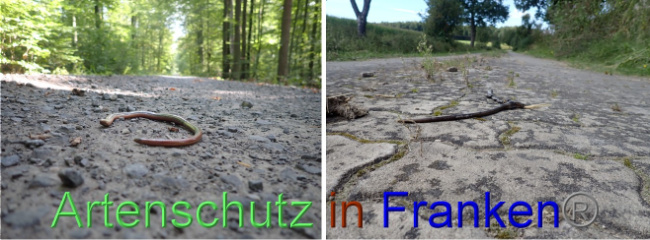 © Artenschutz in Franken® Bild zum Eintrag (1057115-160)