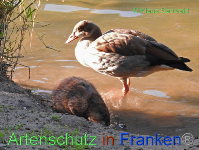 © Artenschutz in Franken® / Klaus Sanwald Bild zum Eintrag (1057164-160)