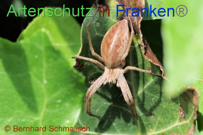 © Artenschutz in Franken® / Bernhard Schmalisch Bild zum Eintrag (1057214-160)