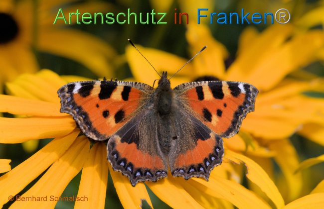 © Artenschutz in Franken® / Bernhard Schmalisch Bild zum Eintrag (1057231-160)