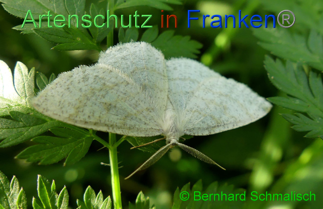 © Artenschutz in Franken® / Bernhard Schmalisch Bild zum Eintrag (1057256-160)