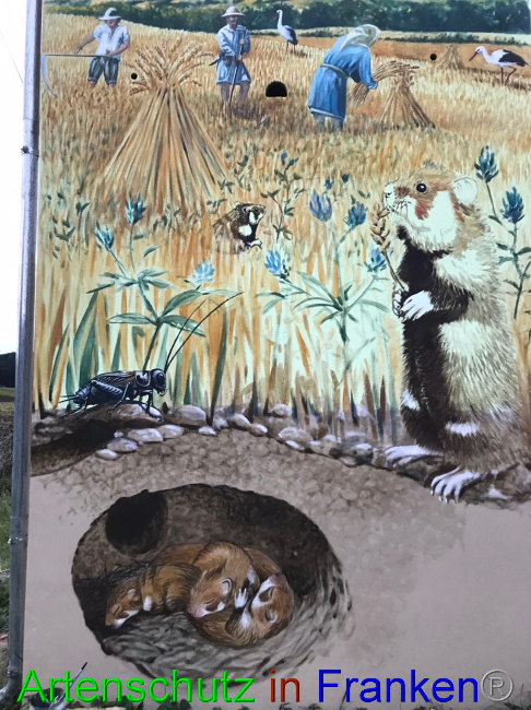 © Artenschutz in Franken® Bild zum Eintrag (1057260-160)