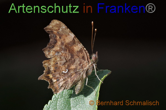 © Artenschutz in Franken® / Bernhard Schmalisch Bild zum Eintrag (1057328-160)