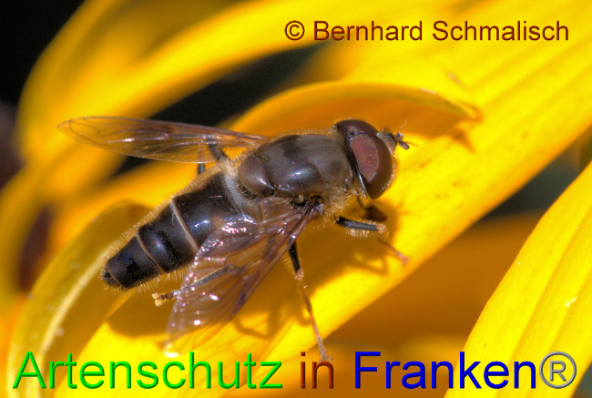 © Artenschutz in Franken® / Bernhard Schmalisch Bild zum Eintrag (1057620-160)