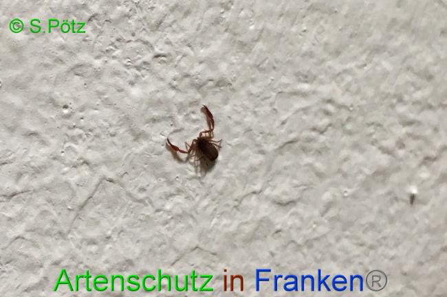 © Artenschutz in Franken® / S.Pötz Bild zum Eintrag (1059108-160)