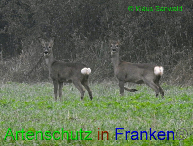 © Artenschutz in Franken® / Klaus Sanwald Bild zum Eintrag (1059149-160)