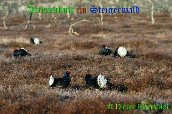 © Artenschutz in Franken® / Dieter Eichstädt Bild zum Eintrag (1059167-160)