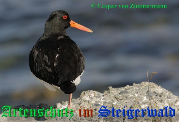 © Artenschutz in Franken® / Caspar von Zimmermann Bild zum Eintrag (1059197-160)