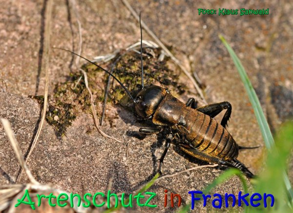 © Artenschutz in Franken® / Klaus Sanwald Bild zum Eintrag (1059205-160)
