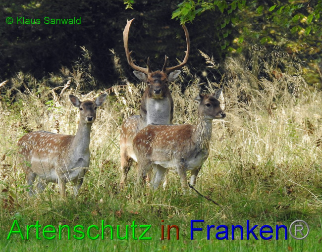 © Artenschutz in Franken® / Klaus Sanwald Bild zum Eintrag (1059223-160)