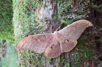 © Foto: Angela Siemonsmeier, LWF Bild zum Eintrag (1059238-160)