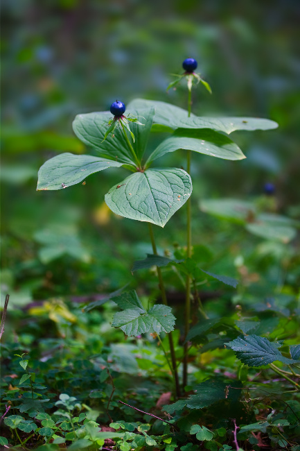 © Foto: Udo Steinhäuser Bild zum Eintrag (1059250-160)