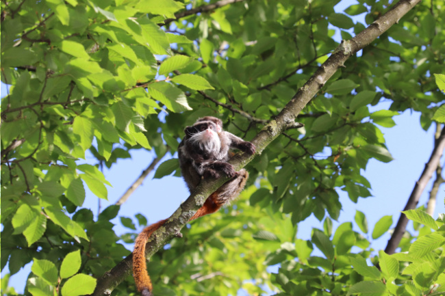 © Tierpark Hagenbeck Bild zum Eintrag (1059332-160)