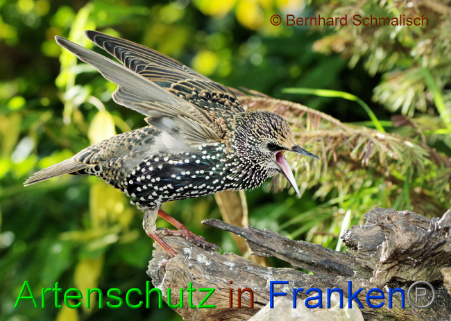 © Artenschutz in Franken® / Bernhard Schmalisch Bild zum Eintrag (1059436-160)