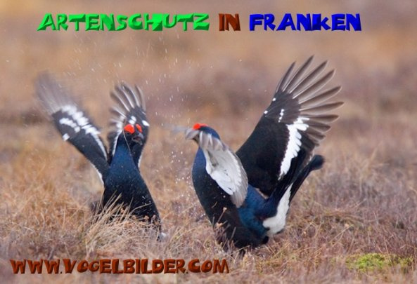 © Artenschutz in Franken® / Werner Oppermann Bild zum Eintrag (1059455-160)