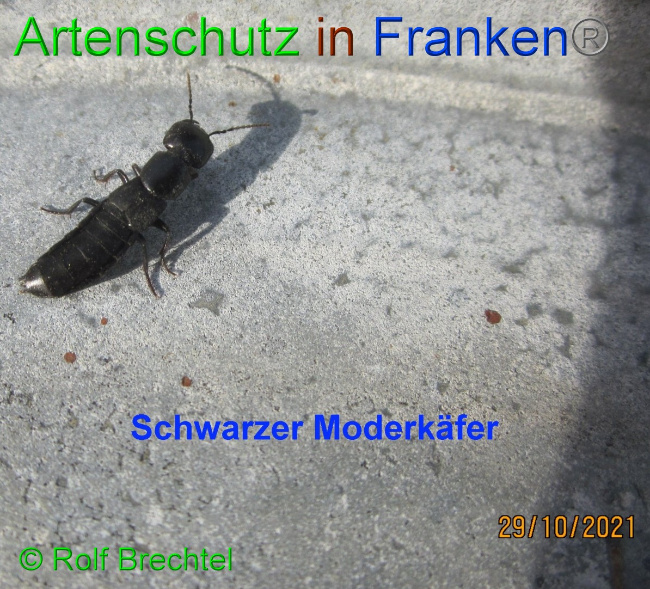© Artenschutz in Franken® / Rold Brechtel Bild zum Eintrag (1059485-160)