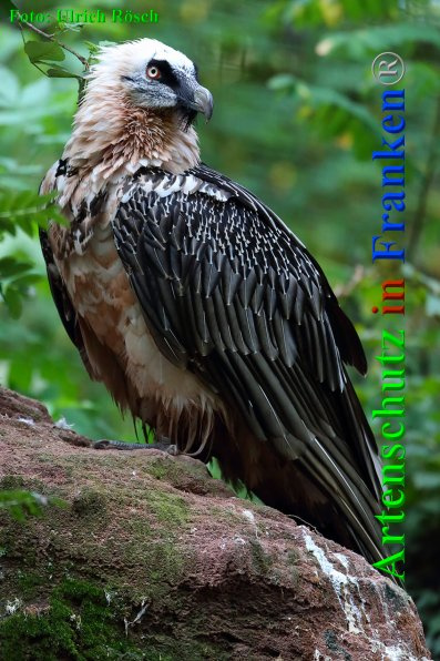 © Artenschutz in Franken® / Ulrich Rösch Bild zum Eintrag (1059502-160)