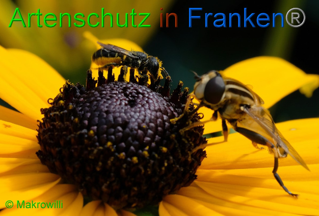 © Artenschutz in Franken® / Makrowilli Bild zum Eintrag (1059550-160)