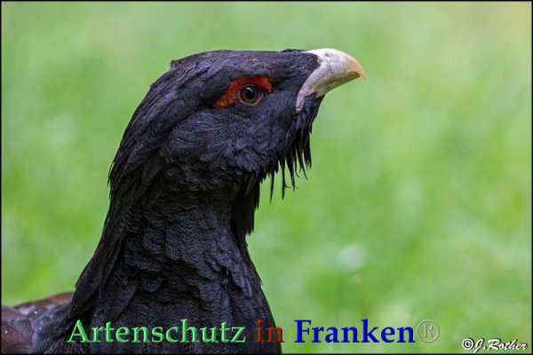 © Artenschutz in Franken® / Johannes Rother Bild zum Eintrag (1059556-160)
