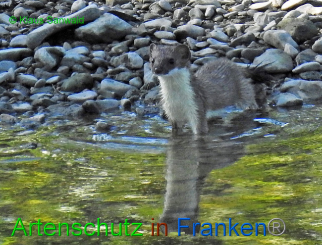 © Artenschutz in Franken® / Klaus Sanwald Bild zum Eintrag (1059570-160)