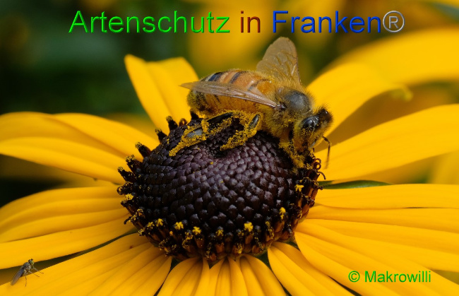 © Artenschutz in Franken® / Makrowilli Bild zum Eintrag (1059574-160)