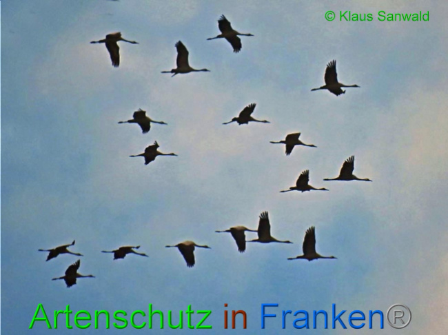 © Artenschutz in Franken® / Klaus Sanwald Bild zum Eintrag (1059586-160)