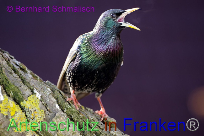 © Artenschutz in Franken® / Bernhard Schmalisch Bild zum Eintrag (1059741-160)