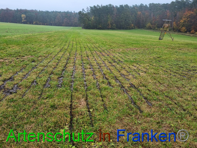 © Artenschutz in Franken® Bild zum Eintrag (1059755-160)