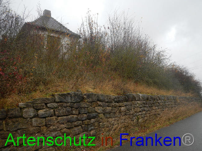 © Artenschutz in Franken® Bild zum Eintrag (1059819-160)