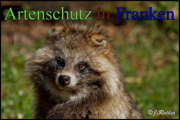 © Artenschutz in Franken® / Johannes Rother Bild zum Eintrag (1059903-160)