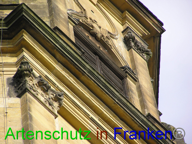 © Artenschutz in Franken® Bild zum Eintrag (1059905-160)