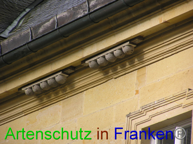 © Artenschutz in Franken® Bild zum Eintrag (1059933-160)