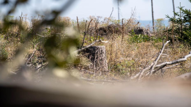 © Timo Meyer/ HMUKLV Bild zum Eintrag (1059974-160)