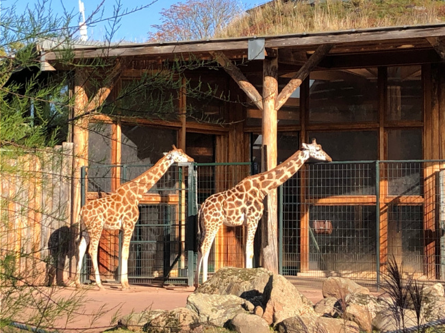 © ZOOLOGISCHER GARTEN MAGDEBURG gGmbH Bild zum Eintrag (1059996-160)