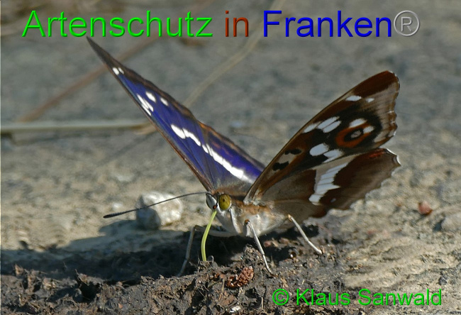 © Artenschutz in Franken® / Klaus Sanwald Bild zum Eintrag (1060036-160)