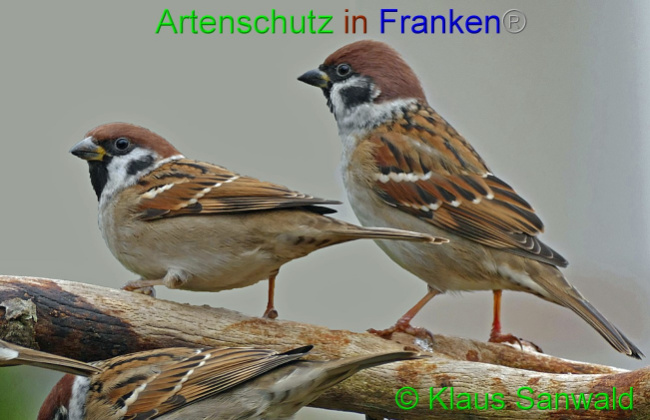 © Artenschutz in Franken® / Klaus Sanwald Bild zum Eintrag (1060070-160)