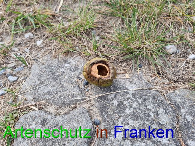 © Artenschutz in Franken® Bild zum Eintrag (1060077-160)