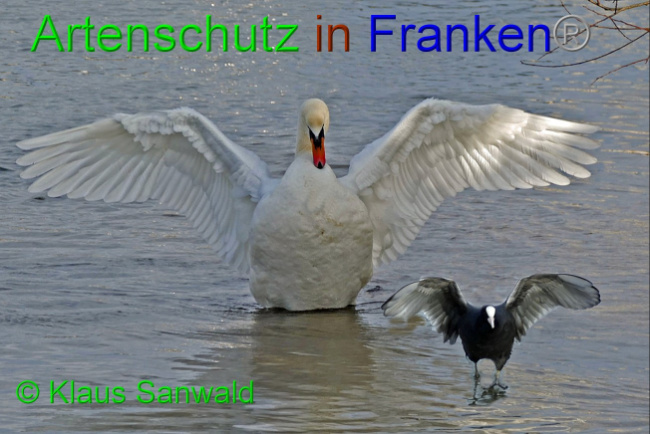 © Artenschutz in Franken® / Klaus Sanwald Bild zum Eintrag (1060108-160)