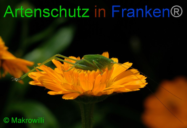© Artenschutz in Franken® / Makrowilli Bild zum Eintrag (1060137-160)