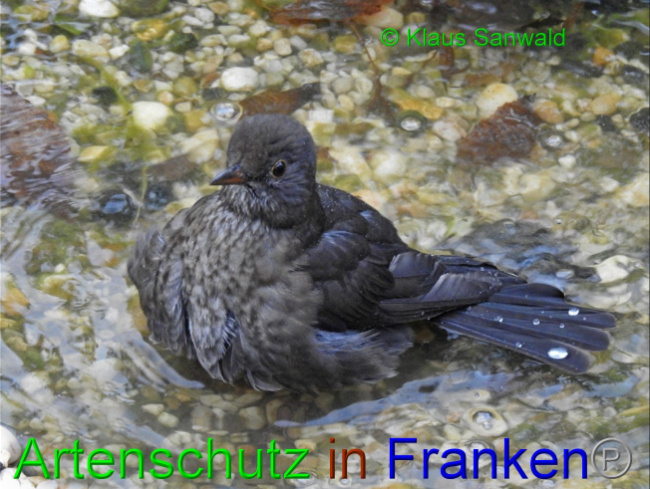 © Artenschutz in Franken® / Klaus Sanwald Bild zum Eintrag (1060179-160)
