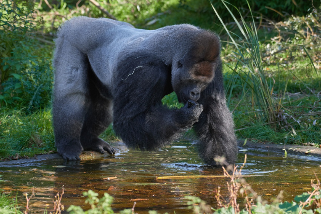 © Zoo Krefeld Fotografin:Vera Gorissen Bild zum Eintrag (1060189-160)