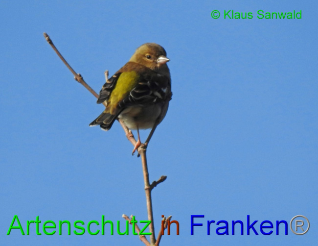 © Artenschutz in Franken® / Klaus Sanwald Bild zum Eintrag (1060203-160)