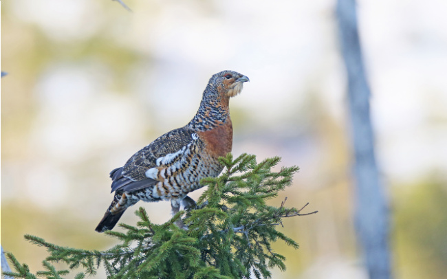 © Foto: Christoph Moning Bild zum Eintrag (1060259-160)