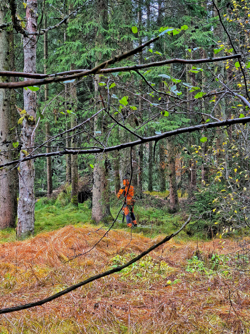 © Foto: Michael Pscheidl/Nationalpark Bayerischer Wald Bild zum Eintrag (1060281-160)