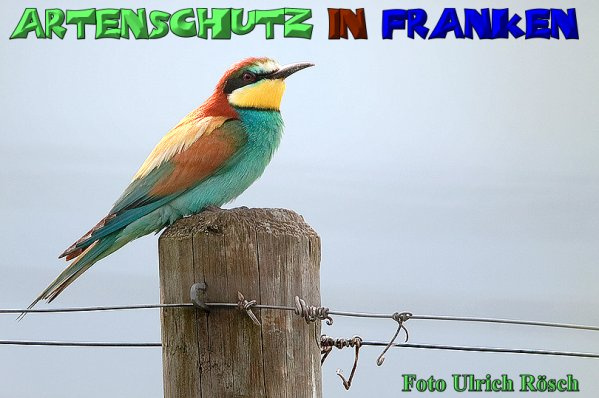 © Artenschutz in Franken® / Ulrich Rösch Bild zum Eintrag (1060286-160)