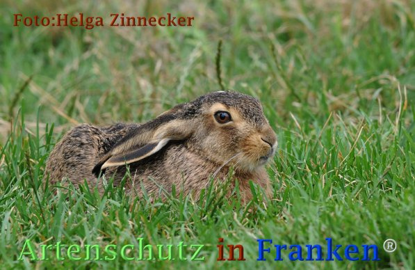 © Artenschutz in Franken® / Helga Zinnecker Bild zum Eintrag (1060292-160)
