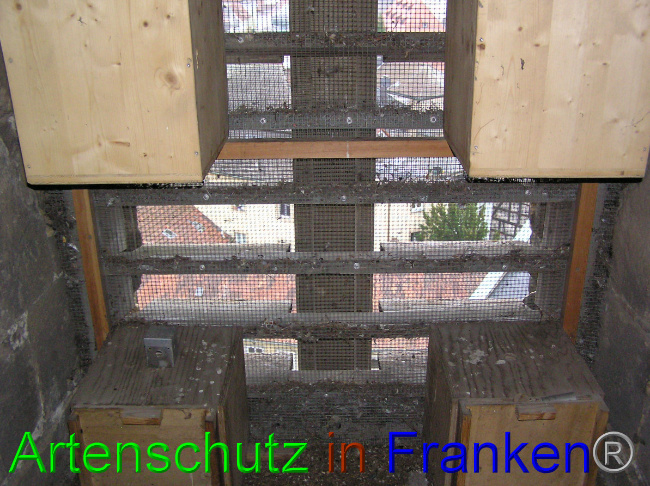 © Artenschutz in Franken® / Kunze Bild zum Eintrag (1060310-160)