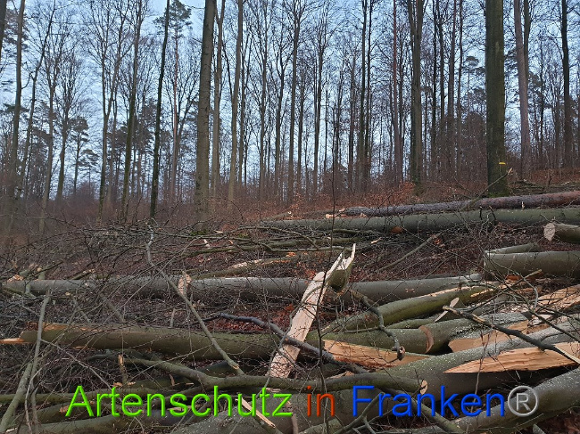 © Artenschutz in Franken® Bild zum Eintrag (1060314-160)