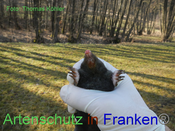 © Artenschutz in Franken® / Thomas Köhler Bild zum Eintrag (1060320-160)