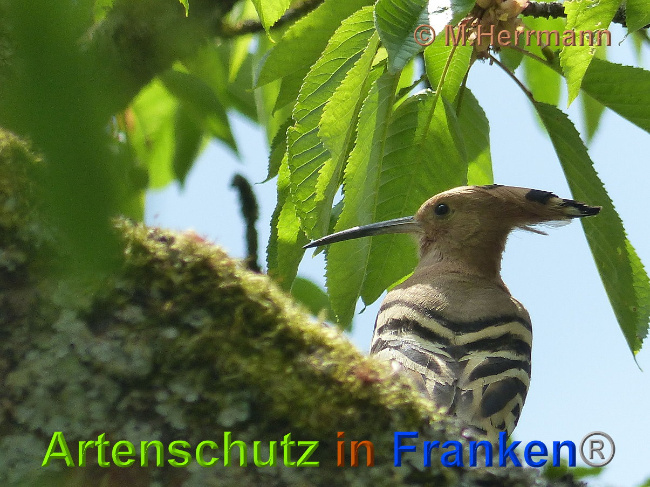 © Artenschutz in Franken® / M.Herrmann Bild zum Eintrag (1060354-160)